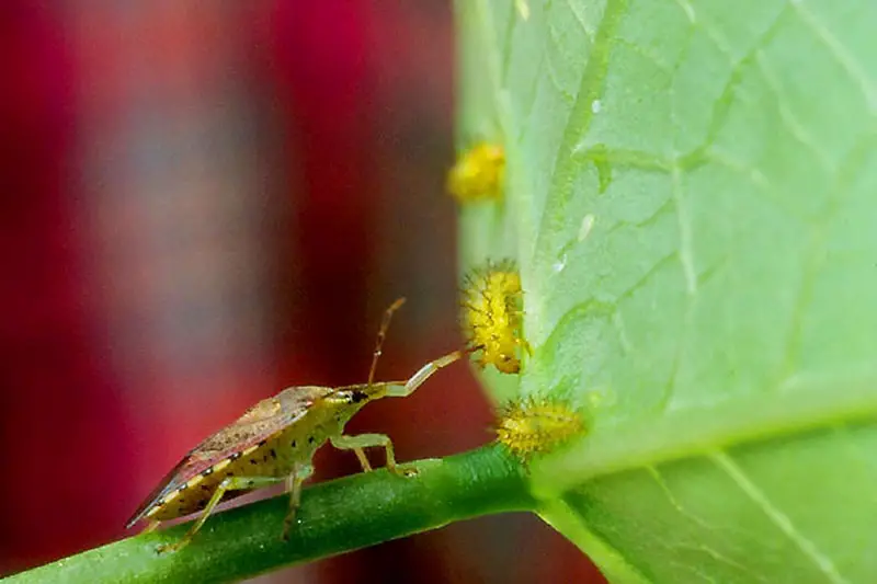 Una imagen horizontal de primer plano de un insecto soldado con espinas en el tallo de una planta.