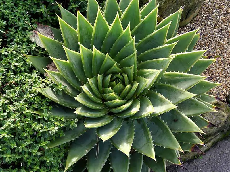 Una imagen horizontal de cerca de un aloe en espiral que crece en un borde de jardín.