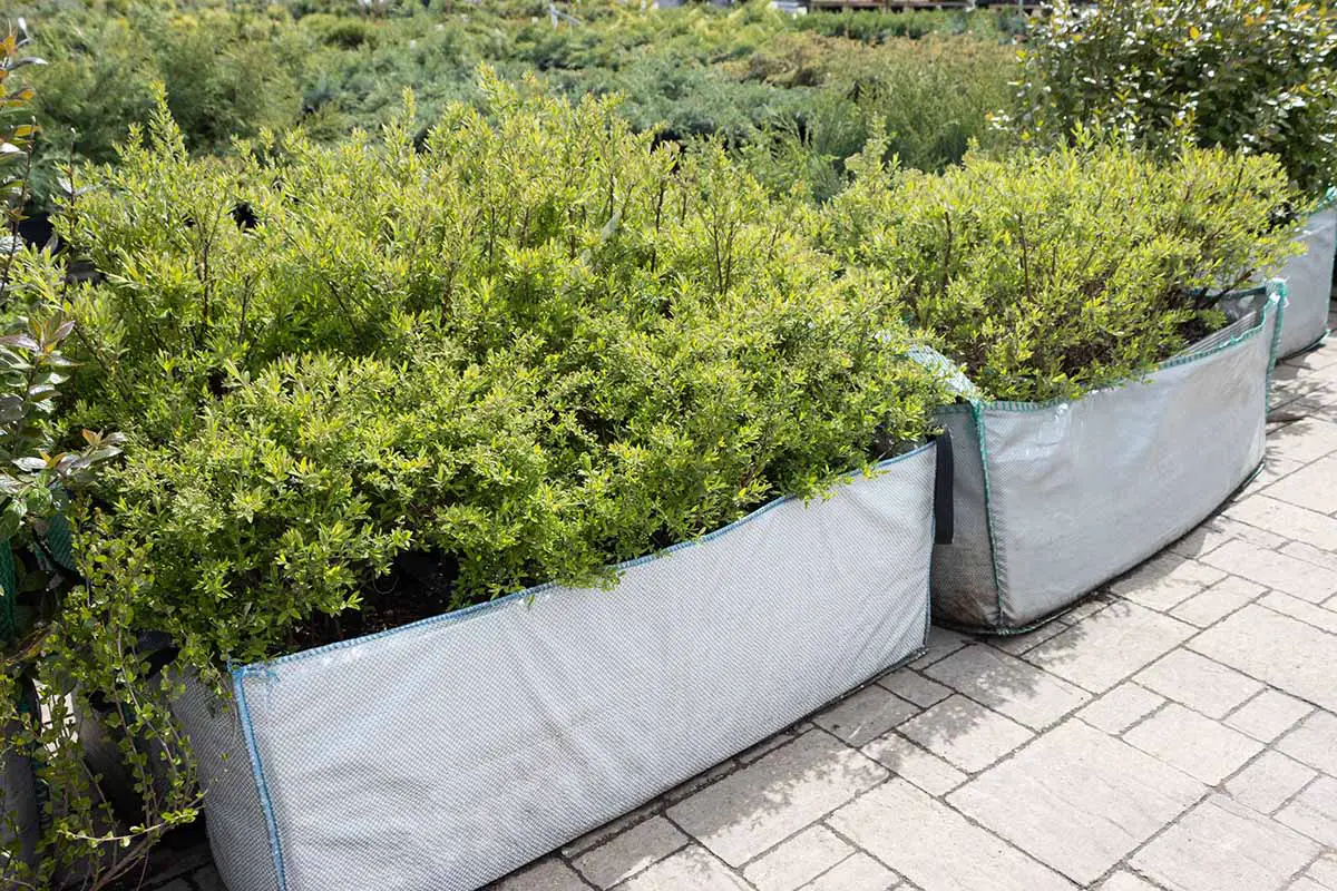 Una imagen horizontal de primer plano de filas de arbustos de spirea que crecen en contenedores en bolsas de cultivo.