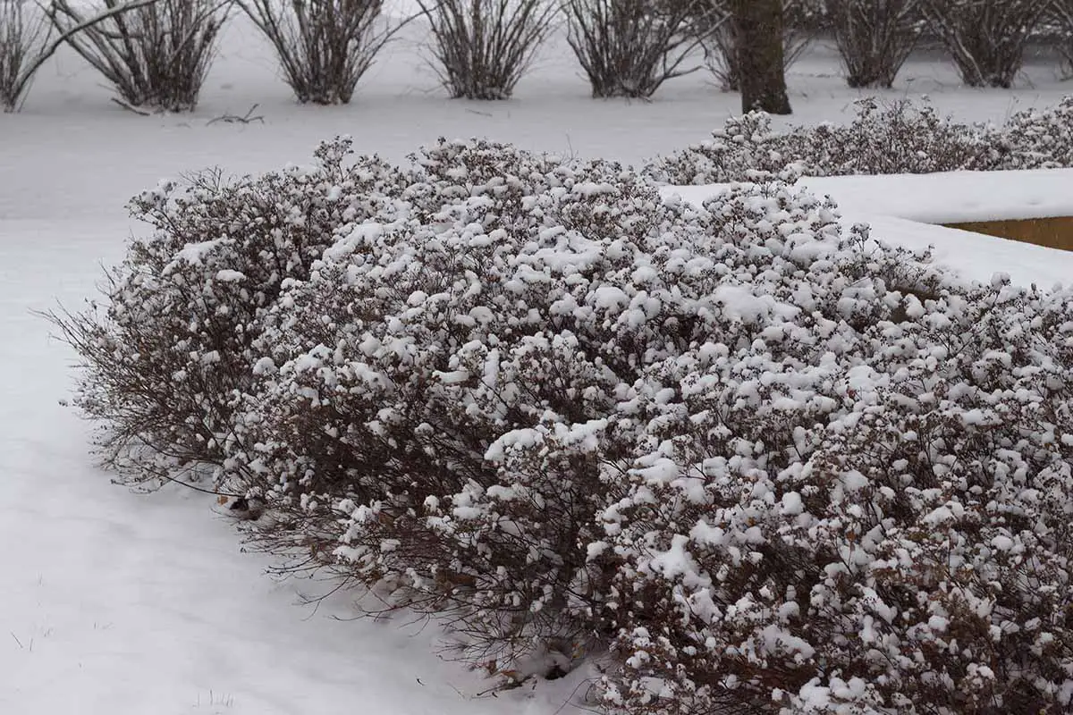 Una imagen horizontal de cobertura de spirea cubierta de nieve en invierno.