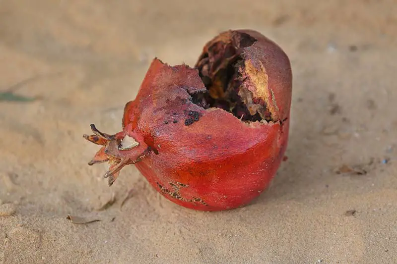 Una imagen horizontal de primer plano de una granada que se cayó del árbol y se abrió, pudriéndose por dentro.