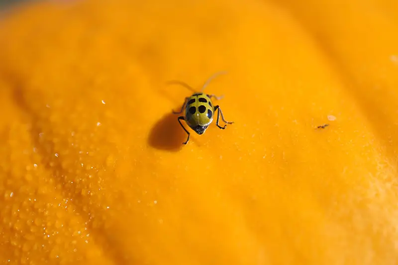 Un primer plano de un escarabajo de pepino manchado en una fruta de calabaza naranja, fotografiado con luz brillante.