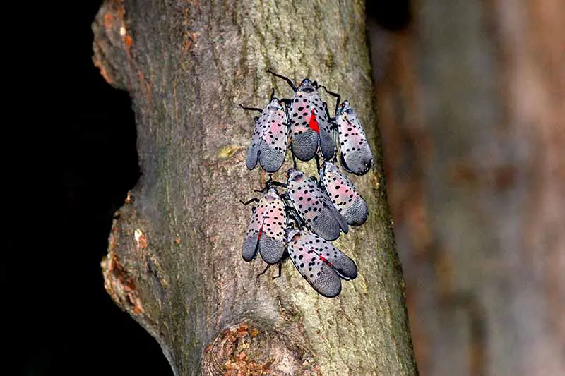 Cierra el grupo de 8 moscas linterna manchadas, con alas de color gris rosado y manchas negras, en la corteza de los árboles con un fondo de enfoque suave.