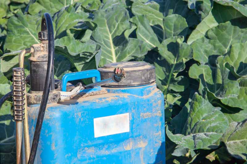 Pulverizador de bomba azul que se usa para rociar hongos en nabos en un jardín.