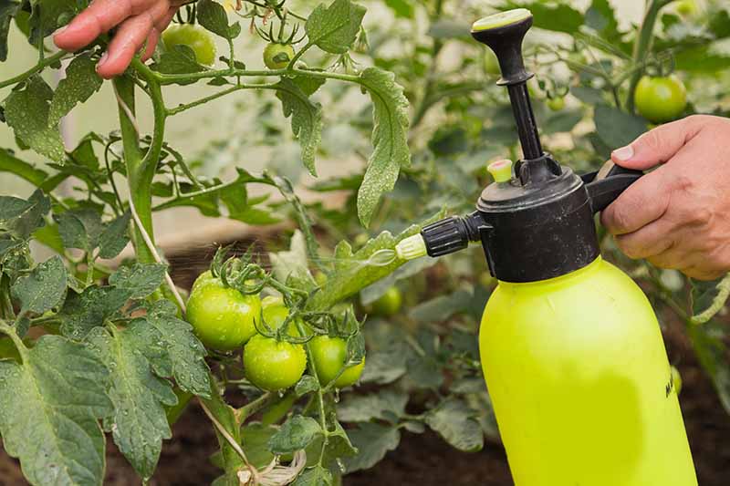 Un primer plano de una mano desde la derecha del marco sosteniendo una botella de spray amarilla y rociando plantas de tomate con fertilizante orgánico sobre un fondo de enfoque suave.