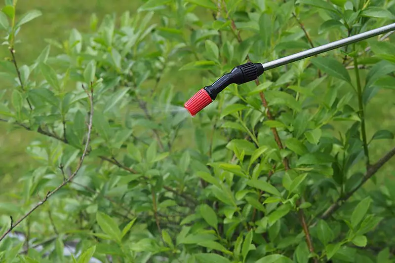 Una imagen horizontal de primer plano de una manguera de pulverización que trata un arbusto en el jardín.