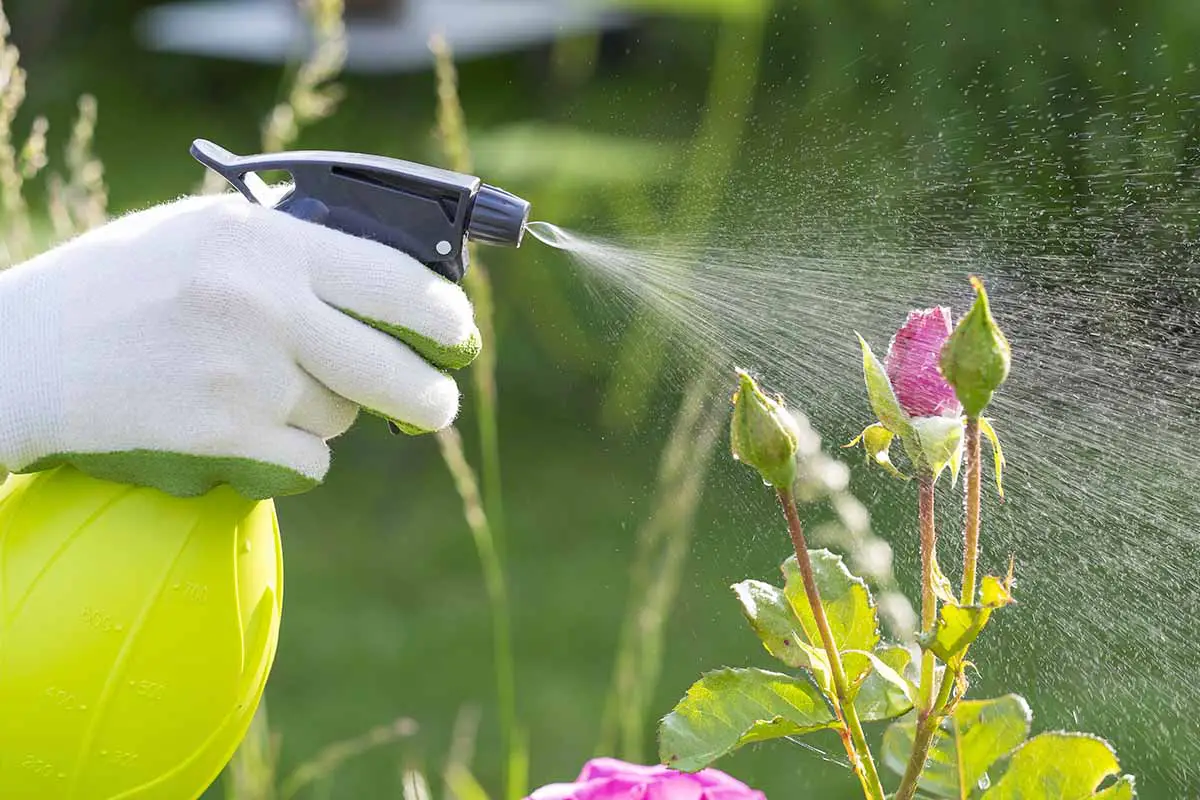 Una imagen horizontal de primer plano de un jardinero usando una botella de spray para aplicar fungicida a las plantas en el jardín.