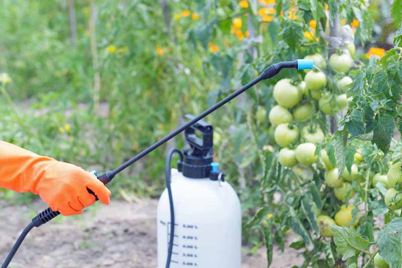 Una mano humana sostiene una varilla rociadora conectada a un tanque de bomba para aplicar pesticidas a las plantas de tomate.