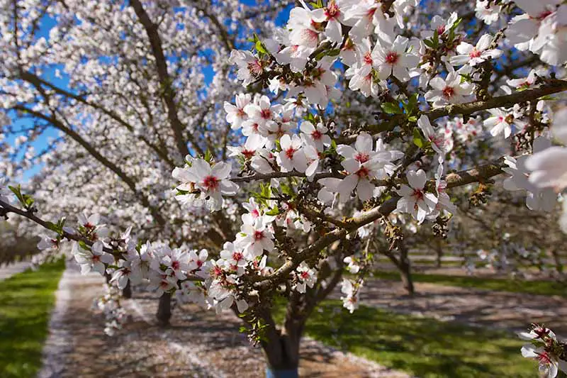 Una imagen horizontal de primer plano de las flores de primavera en los almendros que crecen en un huerto fotografiado a la luz del sol.