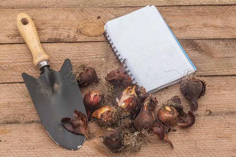 Una imagen horizontal de arriba hacia abajo de un pequeño cuaderno, una paleta de jardinería y bulbos de primavera sobre una superficie de madera.