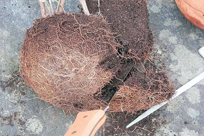 Un primer plano de una jardinería usando un cuchillo para recortar las raíces de los lados y la parte inferior de un cepellón para preparar las hierbas para dividirlas y trasplantarlas en la primavera.
