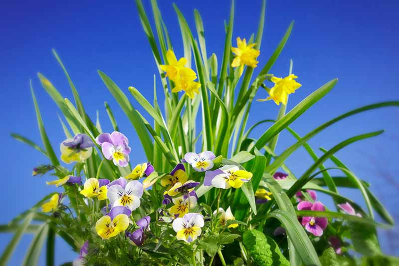 Una imagen horizontal de primer plano de pensamientos y narcisos en un arreglo floral de primavera en un fondo de cielo azul.