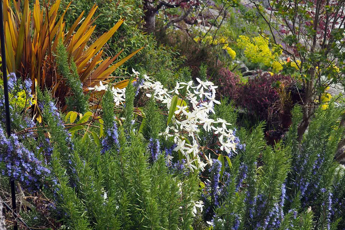 Una imagen horizontal de un acantilado plantado con una variedad de diferentes hierbas y flores, incluida la clemátide blanca.