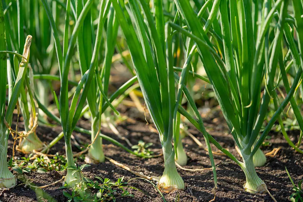 Una imagen horizontal de primer plano de cebolletas que crecen en el jardín listas para la cosecha.