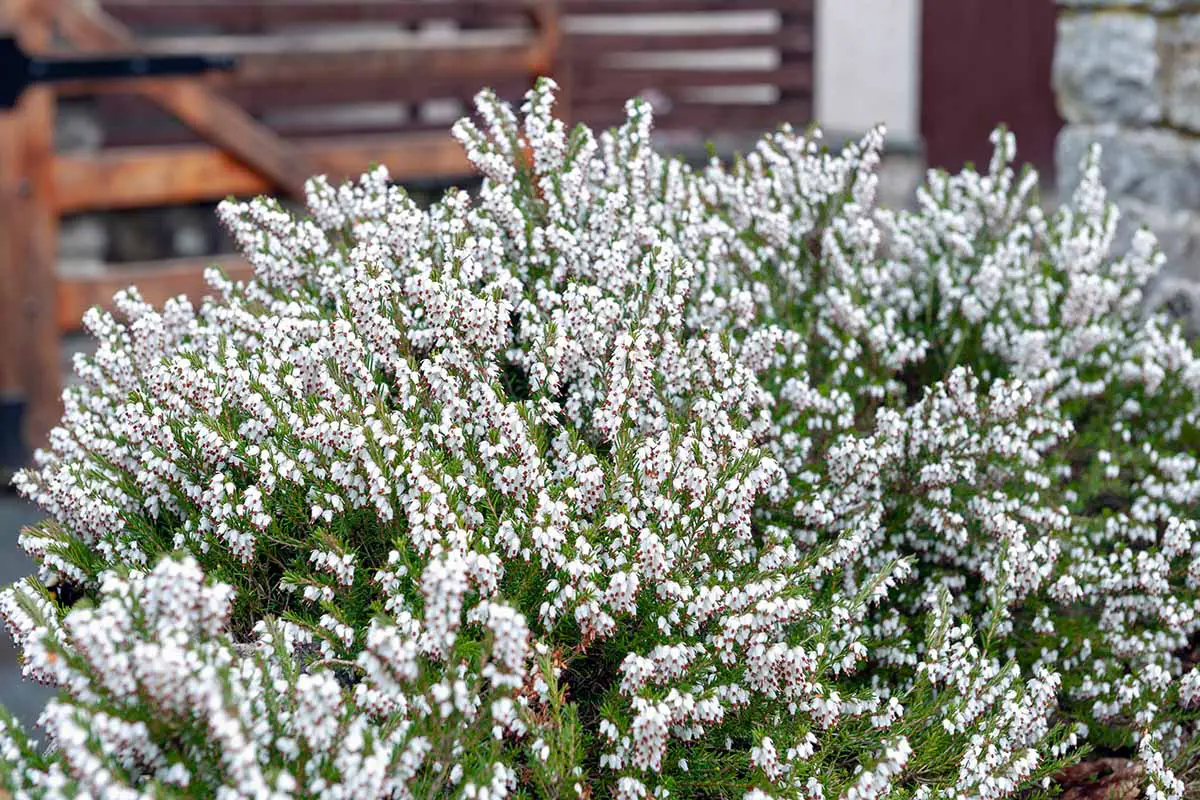 Una imagen horizontal de primer plano de las bonitas flores blancas y rojas del brezo 'Springwood White' que crece fuera de una residencia.