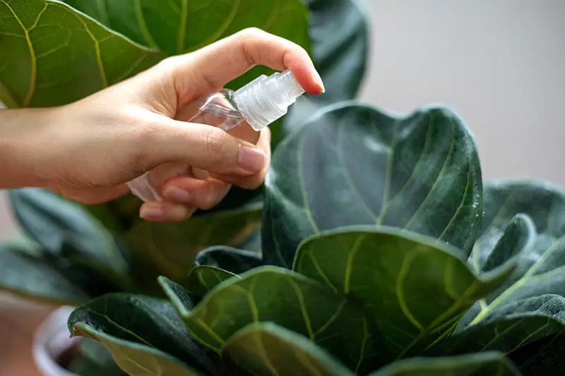 Una imagen horizontal de primer plano de una mano desde la izquierda del marco usando una botella de spray para humedecer las hojas de una planta de interior, representada en un fondo de enfoque suave.