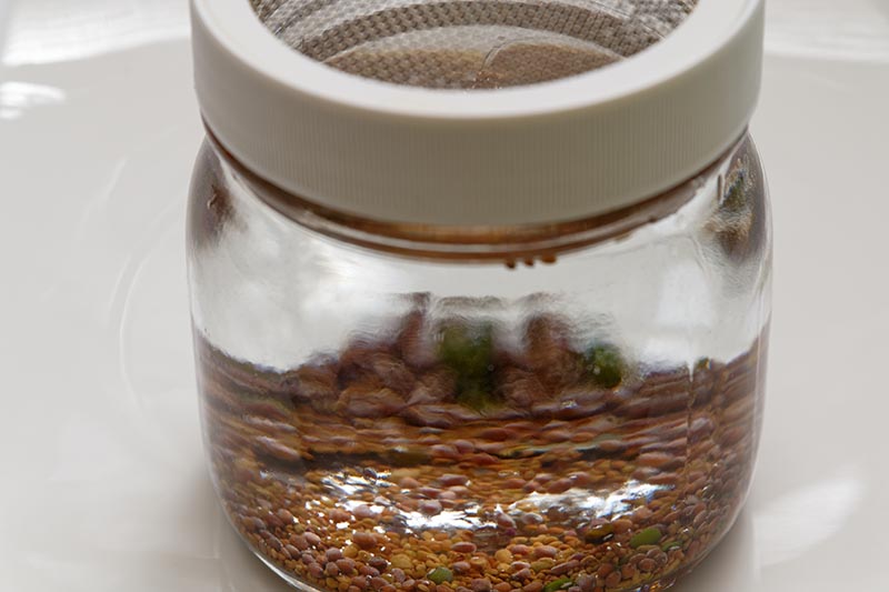 Una imagen horizontal de primer plano de un frasco con una tapa de malla con semillas en agua listas para brotar.