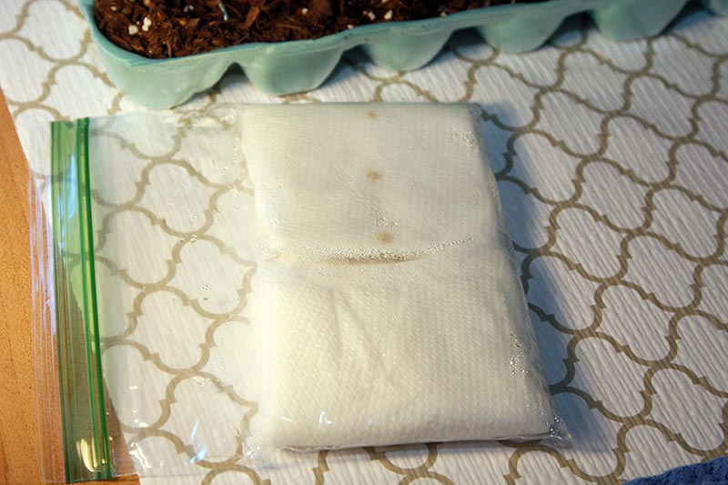 Una imagen horizontal de cierre de una pequeña bolsa de plástico con toallas de papel húmedas para germinar semillas, colocada sobre una superficie dorada y blanca.
