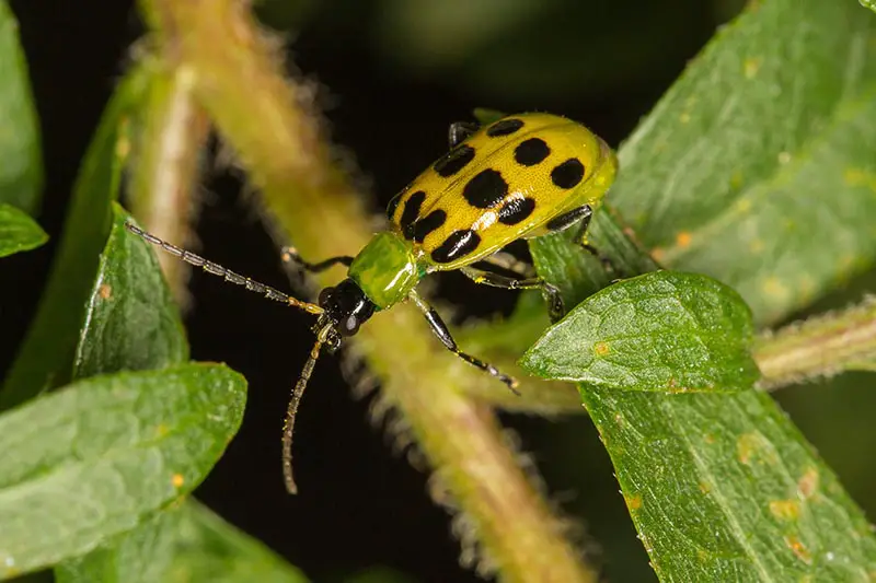Un primer plano de un escarabajo amarillo y negro sobre follaje verde representado en un fondo oscuro de enfoque suave.