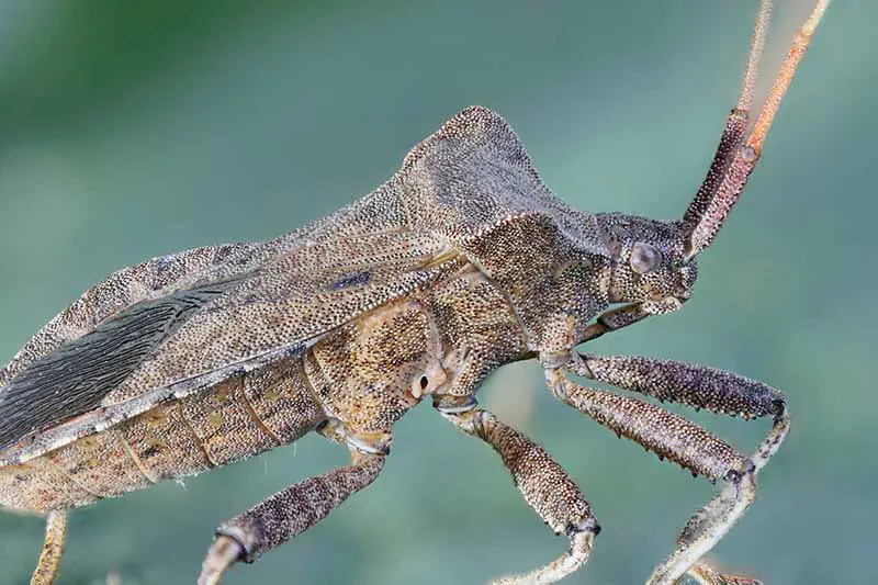 Una imagen horizontal de primer plano de un insecto de calabaza en un fondo de enfoque suave.