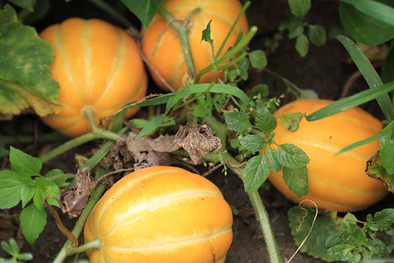 Un primer plano de calabaza naranja brillante madurando en la vid en el jardín, desvaneciéndose a un enfoque suave en el fondo.