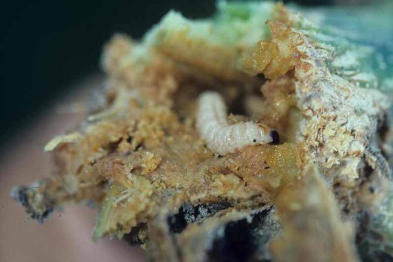 Un primer plano de la larva de un barrenador de calabaza, Melittia cucurbitae, alimentándose de la raíz de una planta.
