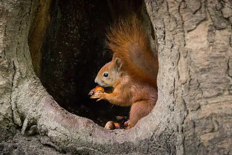 Un primer plano de una ardilla sentada en un agujero en el árbol comiendo una nuez.