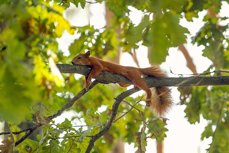 Una imagen horizontal de cerca de una ardilla roja descansando en la rama de un árbol representada en un fondo de enfoque suave.