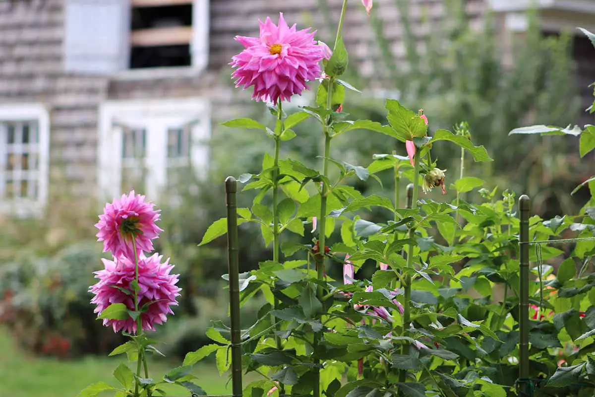 Una imagen horizontal de primer plano de flores de dalia rosa que crecen en el jardín apoyadas por estacas y cordeles, con una residencia en un enfoque suave en el fondo.