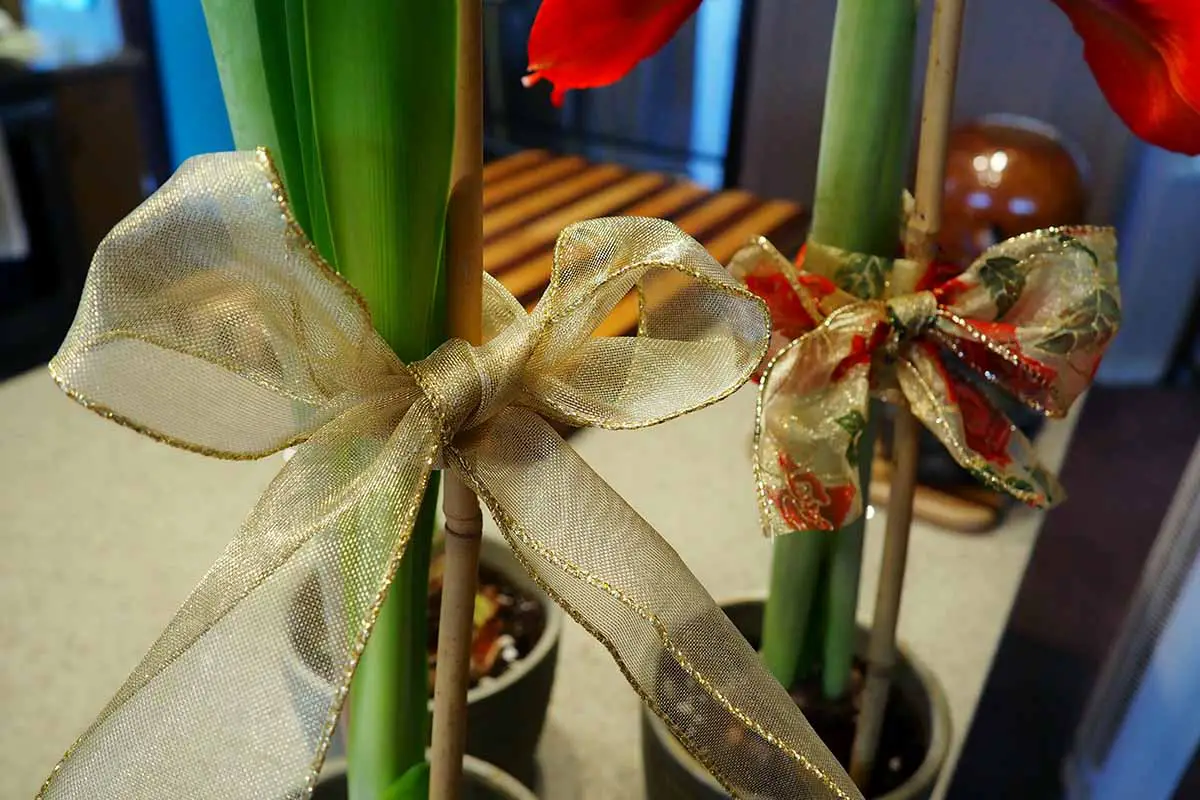 Una imagen horizontal de primer plano de tallos de flores de amaryllis sostenidos por estacas de bambú atadas con cinta decorativa.