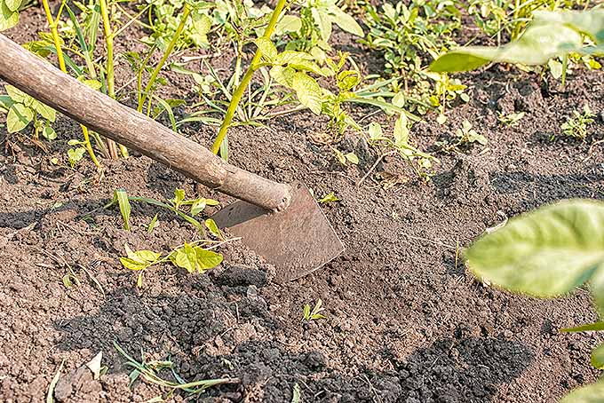 Un jardinero alcanza un mango largo de madera con una azada afilada en el extremo de su jardín para cortar todas las malas hierbas que crecen cerca de sus vegetales.