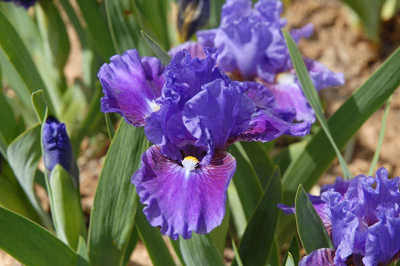 Una imagen horizontal de primer plano de flores de iris barbudo enano estándar púrpura que crecen en el jardín fotografiado bajo el sol brillante.