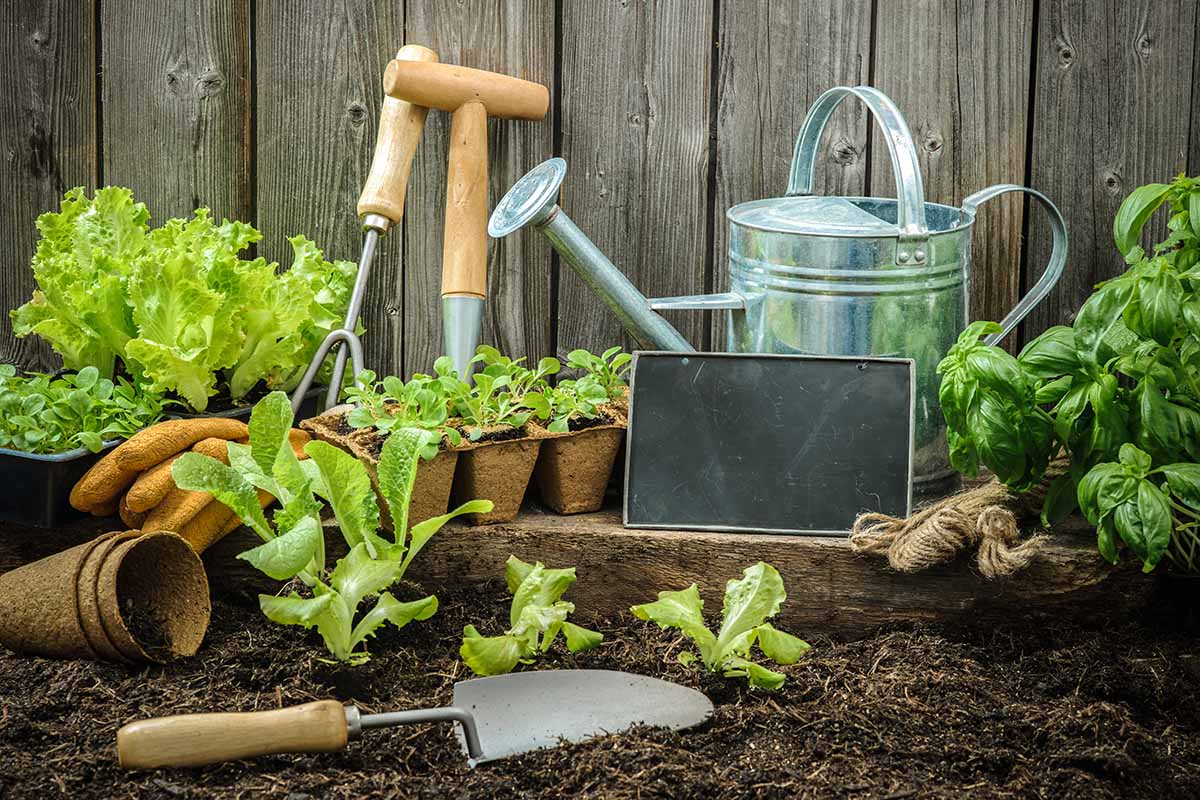Una imagen horizontal de herramientas de jardinería y pisos de semillas y una variedad de diferentes hierbas y verduras que crecen en contenedores y en el suelo con una cerca de madera en el fondo.