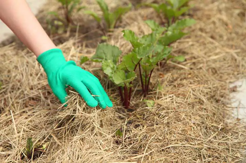 Una mano humana agrega paja alrededor de las remolachas plantadas en un jardín de otoño e invierno.