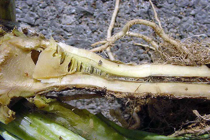 Una imagen horizontal de primer plano de una sección transversal del tallo de una planta que sufre de podredumbre del tallo sobre un fondo oscuro.
