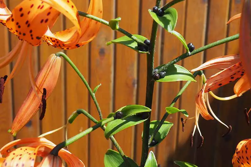 Un primer plano de un tallo de una planta de lirio que muestra los pequeños bulbillos que crecen en las uniones de los tallos ramificados.  Las flores naranjas rodean, y el fondo es una valla de madera con un enfoque suave.