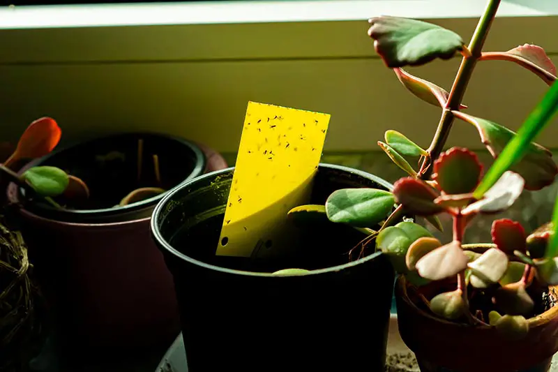 Una imagen horizontal de primer plano de tres macetas de plantas de interior y en una hay una trampa adhesiva amarilla con mosquitos de hongos de alas oscuras pegados a la superficie.