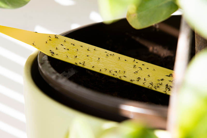 Una imagen horizontal de cerca de una trampa pegajosa larga, delgada y amarilla con docenas de insectos pegados a ella.