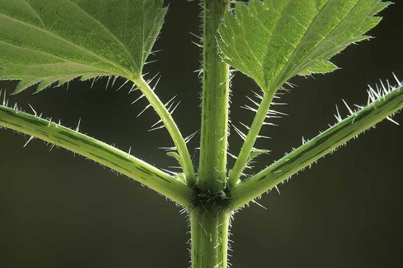 Un primer plano del tallo y las hojas de la planta Urtica dioica que muestra claramente las agujas punzantes sobre un fondo oscuro y suave.
