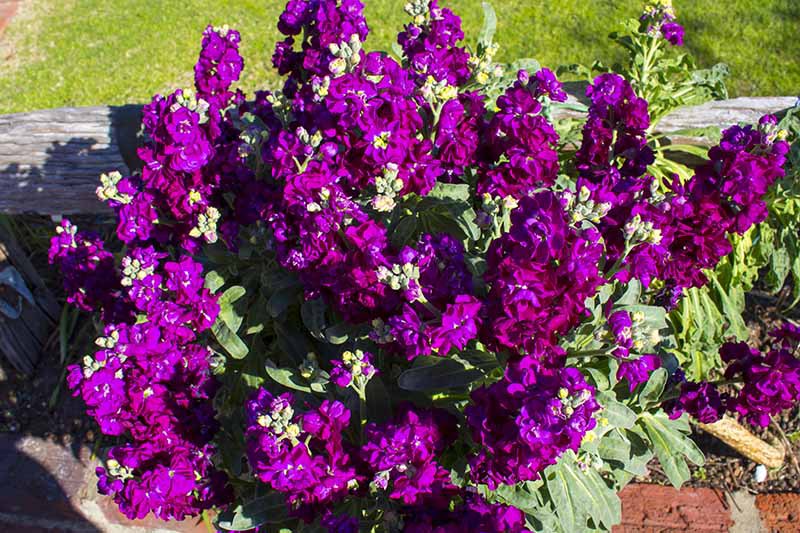 Una imagen horizontal de cerca de las flores de Matthiola incana de color morado oscuro que crecen en una sembradora en el jardín.