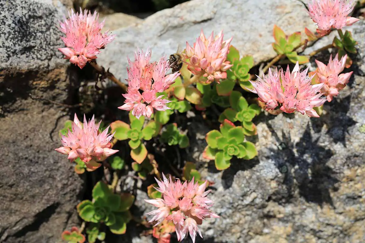 Un primer plano de las delicadas flores rosadas de las plantas de sedum que crecen en las grietas de las rocas, representadas bajo un sol brillante.