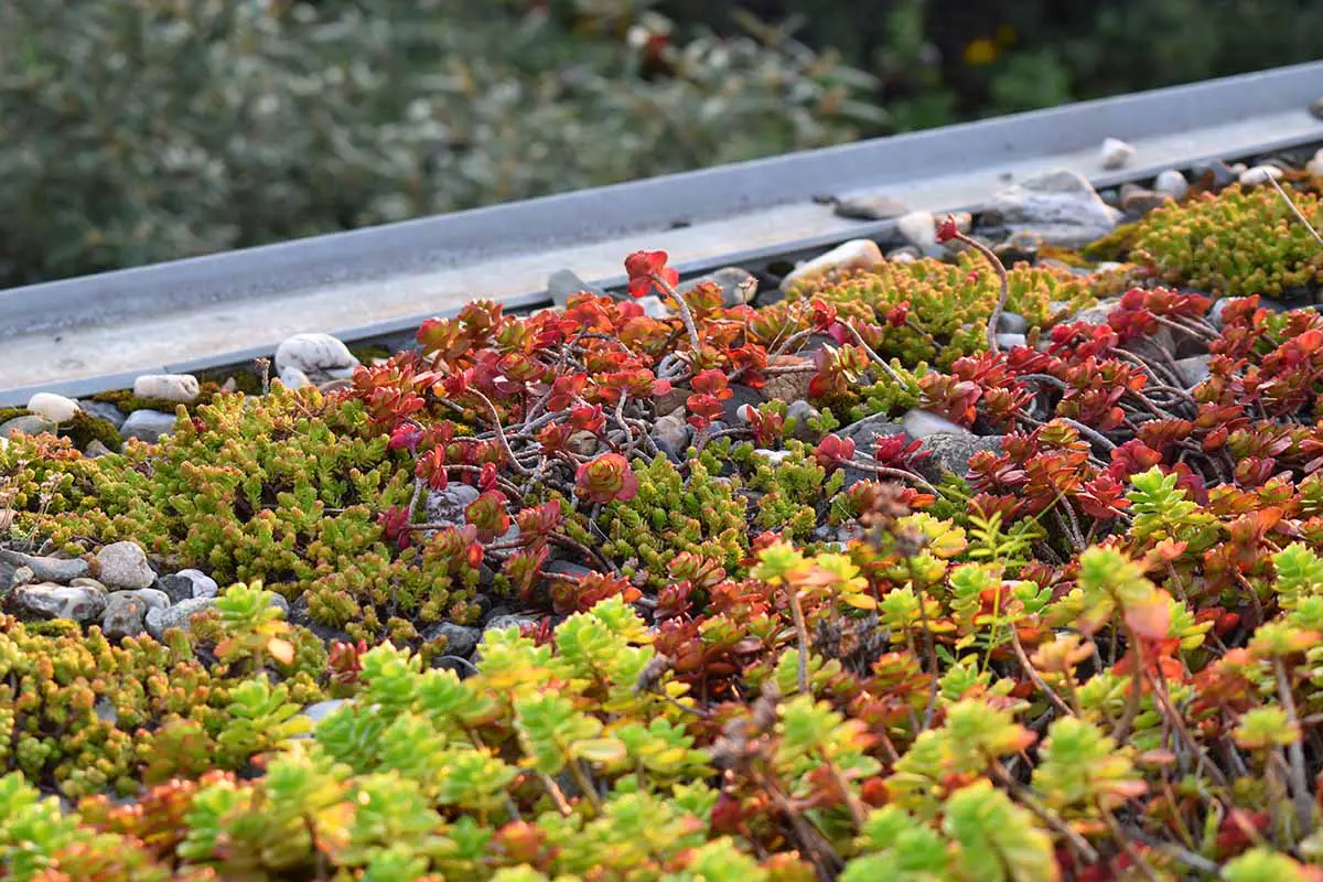 Una imagen horizontal de diferentes variedades de cultivos de piedra que crecen en un techo como una cubierta de suelo progresiva.