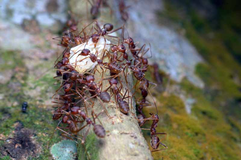 Hormigas faraonas recolectando comida en grupo.  Tiro macro.