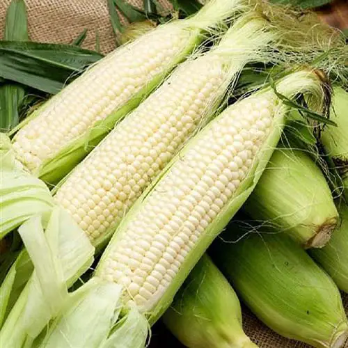Un primer plano de mazorcas de maíz recién cosechadas, con las cáscaras retiradas.  La variedad es 'Stowell's Evergreen', colocada sobre una superficie de arpillera.