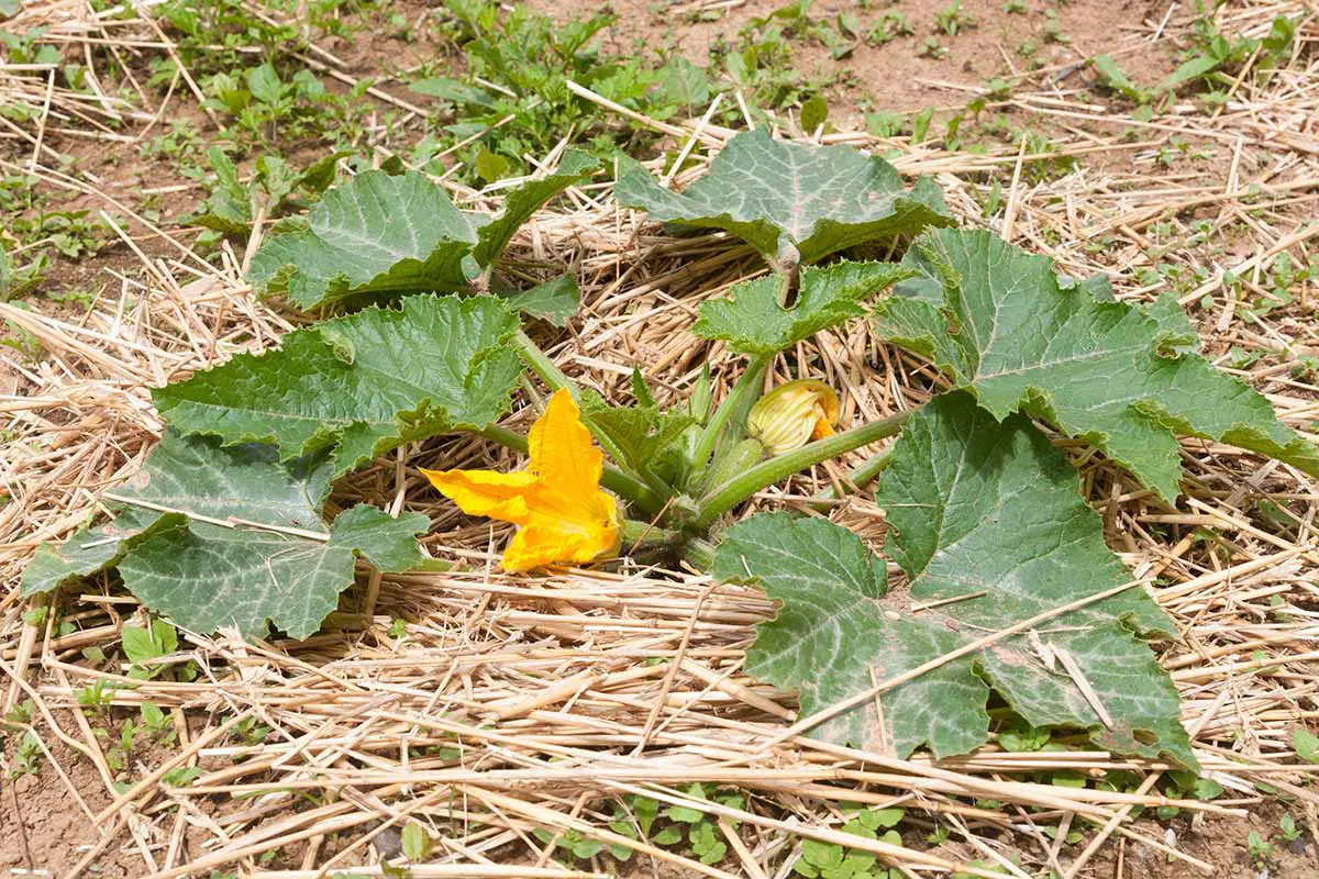 Una imagen horizontal de primer plano de una calabaza de verano de calabacín que crece en el jardín rodeada de mantillo de paja.