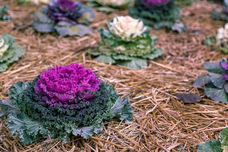 Repollos ornamentales, uno con hojas interiores de color púrpura brillante, que contrastan con las hojas exteriores de color verde oscuro, rodeadas de mantillo de paja.