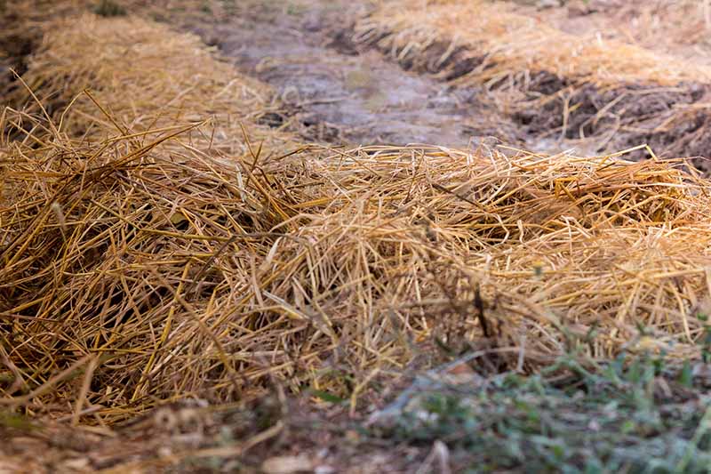 Un primer plano de las filas en un huerto, cubierto con una capa de mantillo de paja para el invierno.  Entre las hileras hay suelo desnudo y helado.