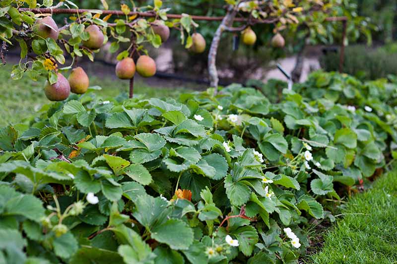 Una imagen horizontal de una fila de fresas que crecen debajo de los perales enanos.
