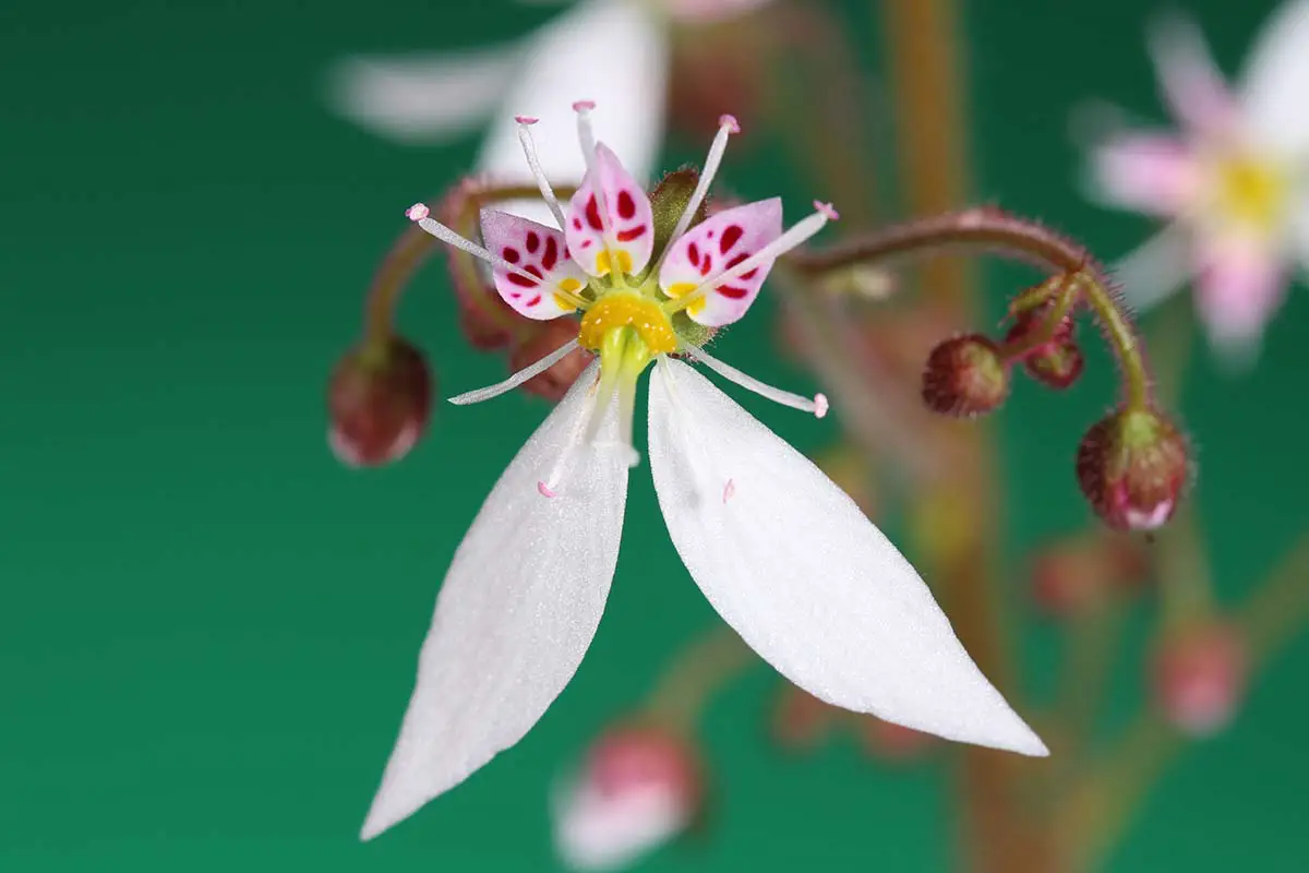 Una imagen horizontal de primer plano de una flor de begonia de fresa (Saxifraga stolonifera) representada en un fondo de enfoque suave.