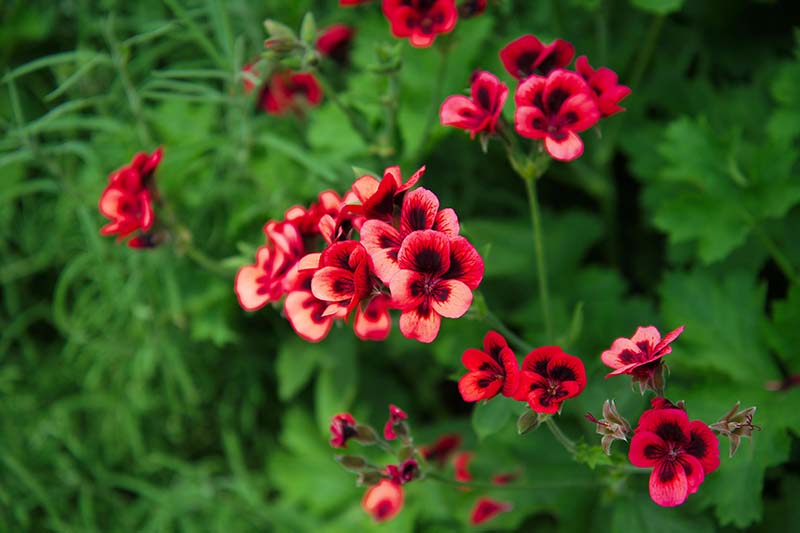 Una imagen horizontal de primer plano de flores de geranio perfumadas de color rojo brillante con centros de color rojo profundo que crecen en el jardín fotografiado en un fondo de enfoque suave.